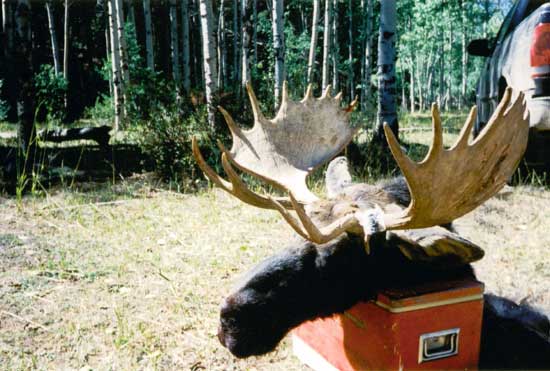 Zeb Parker took this fine Northern Utah Moose in 2003.