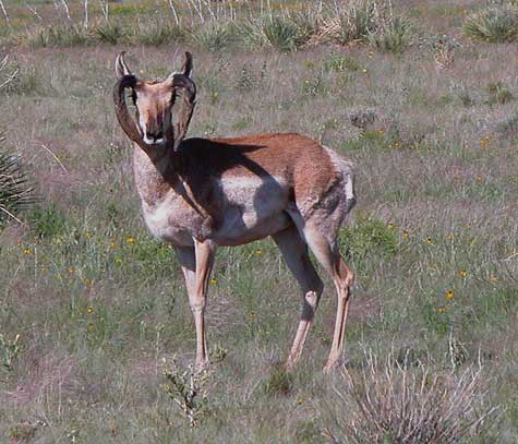 Steve Field sent this very unusual buck on his ranch in the northwest Texas Panhandle.  Anyone seen anything like it?