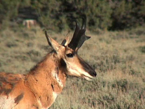 Utah Antelope