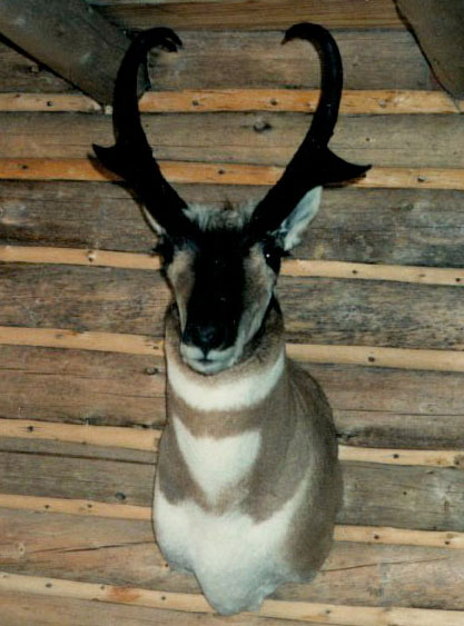 Karls Antelope