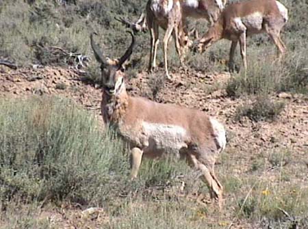 Utah Antelope