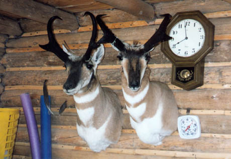 Robert/Karls Antelope (brothers)