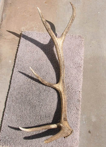 Elk shed found end of April 2003