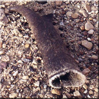 Ernesto Lopez found this antelope shed near Rock Springs, WY.