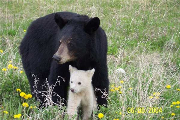 White-Cub