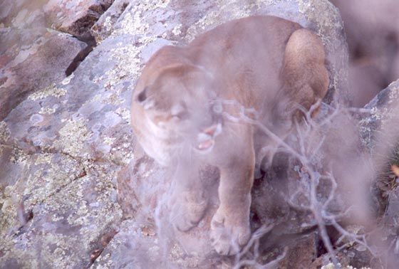 Jim Lara&#039;s Arizona Mtn. Lion
