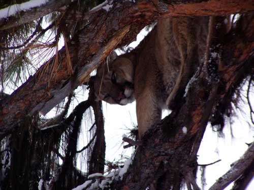 Gabe Haws treed lion.
