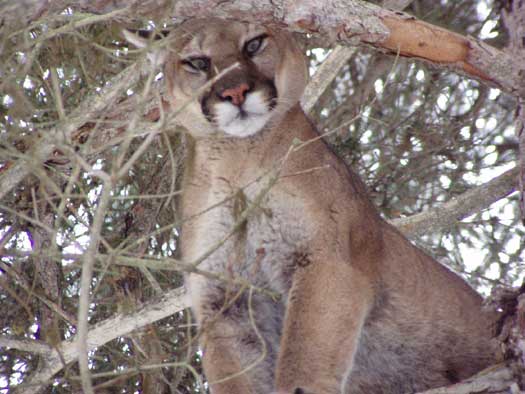 Treed by Gabe Haws.  &amp;quot;The wildness in a mountain lion&#039;s eyes is bone chilling.&amp;quot;