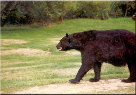 Photos sent from Lance Lippert of his grandfather Dom and his brother Carl the &amp;quot;Bear Man&amp;quot;