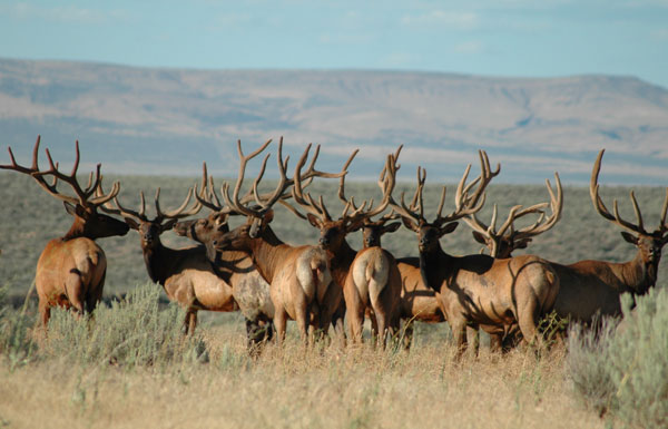 Kody Anderson sent this amazing photo a friend took while scouting this summer.