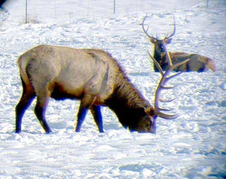 Bo Anderson sent these wintering bull elk taken near Elk Ridge, Utah.