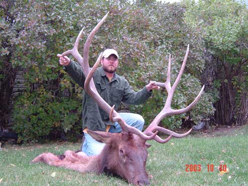 Joe Linford&#039;s Wyoming bull, gross score of 330.  Joe also took a fine 26&amp;quot; Mule Deer the same week.l