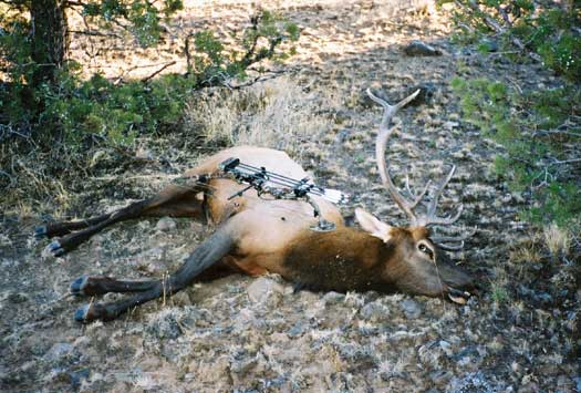 5 Point Bull taken by Michael Fox. Called in by Brian Shepherd. 2003 taken in Central Oregon (Achery)