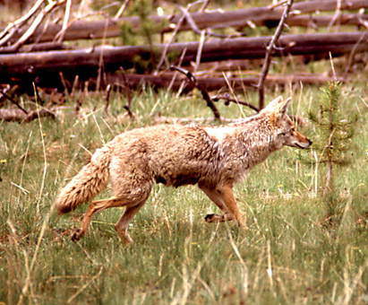 Coyote1.jpg