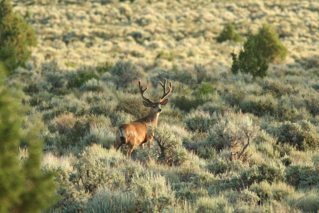 Antler Growth 101