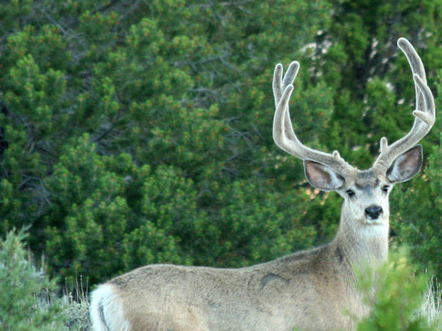 White-tailed Deer Vs. Mule Deer Don&#039;t Mix