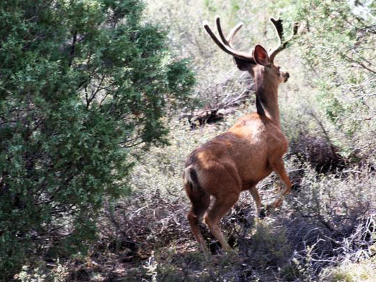 Mapping habitat for the deer of the west