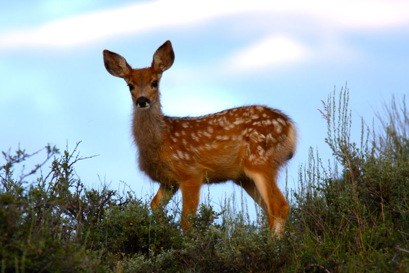 It All Starts With the Fawns