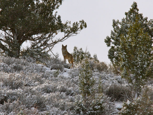 The Great Mule Deer Dilemma