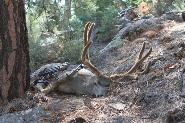 Utah Archery Buck