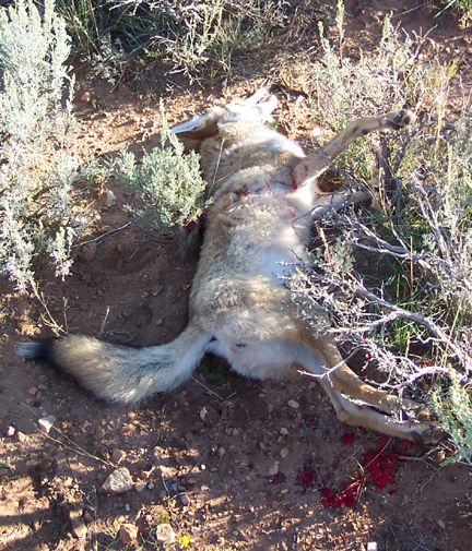 Mule Deer vs. the predator, What happening?