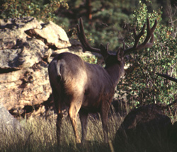 Where have all the Mule Deer gone?