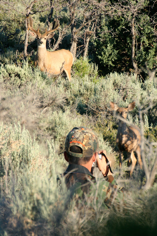 Can I see you? Deer vs. Camo