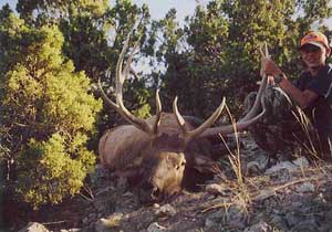 Utah Youth Desert Bull