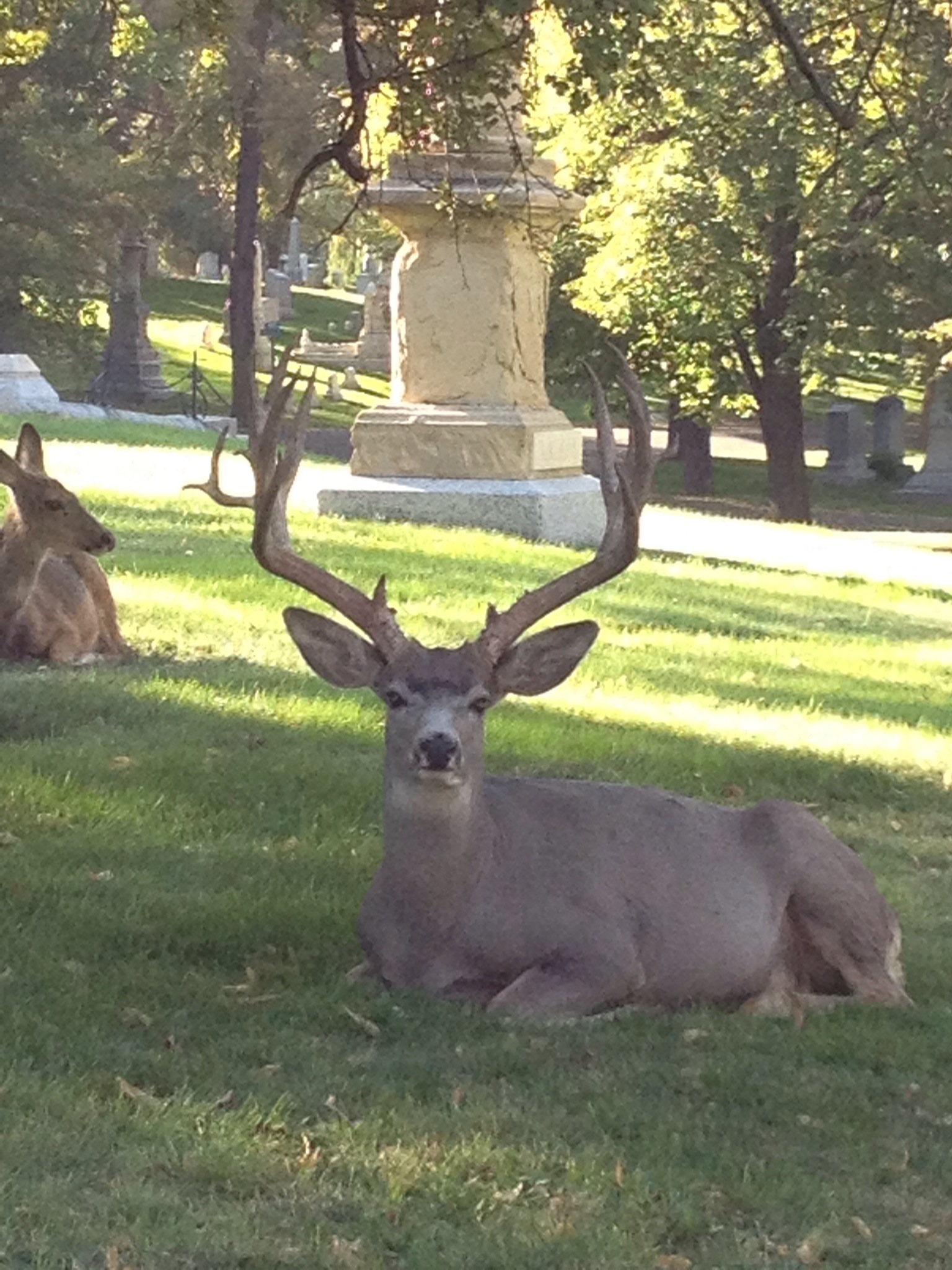 Mount Olivet Cemetery on 4th South Salt Lake