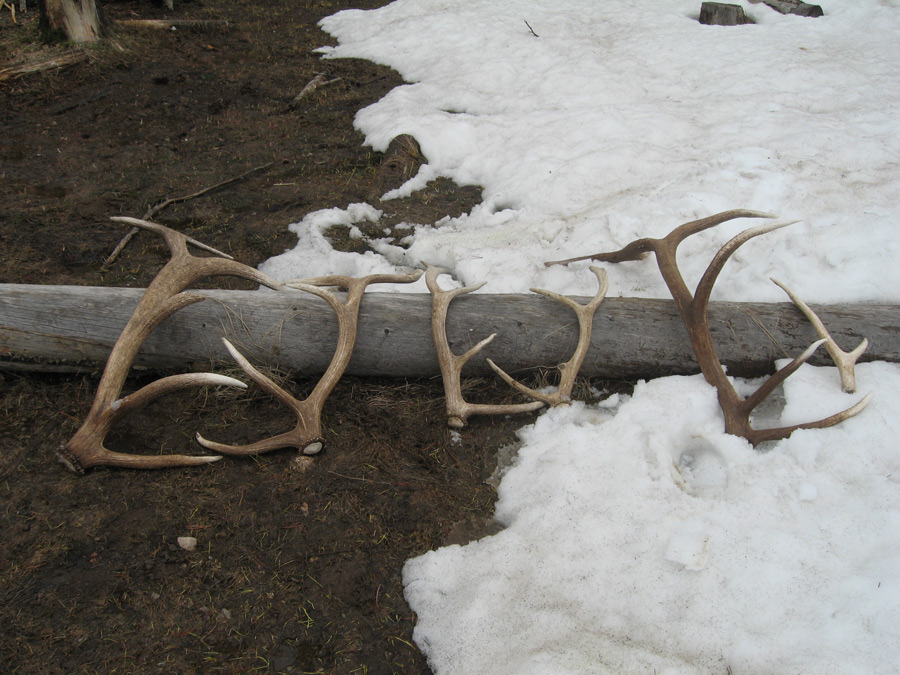 shed haul 2