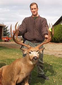 Washington Mule Deer