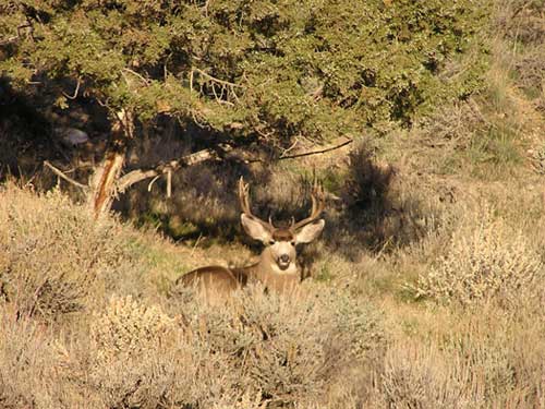 Colorado Mule Deer | Photos | MuleyMadness