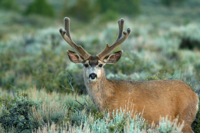 Antler Growth 101 | Article | MuleyMadness