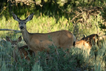 It All Starts With the Fawns | Article | MuleyMadness